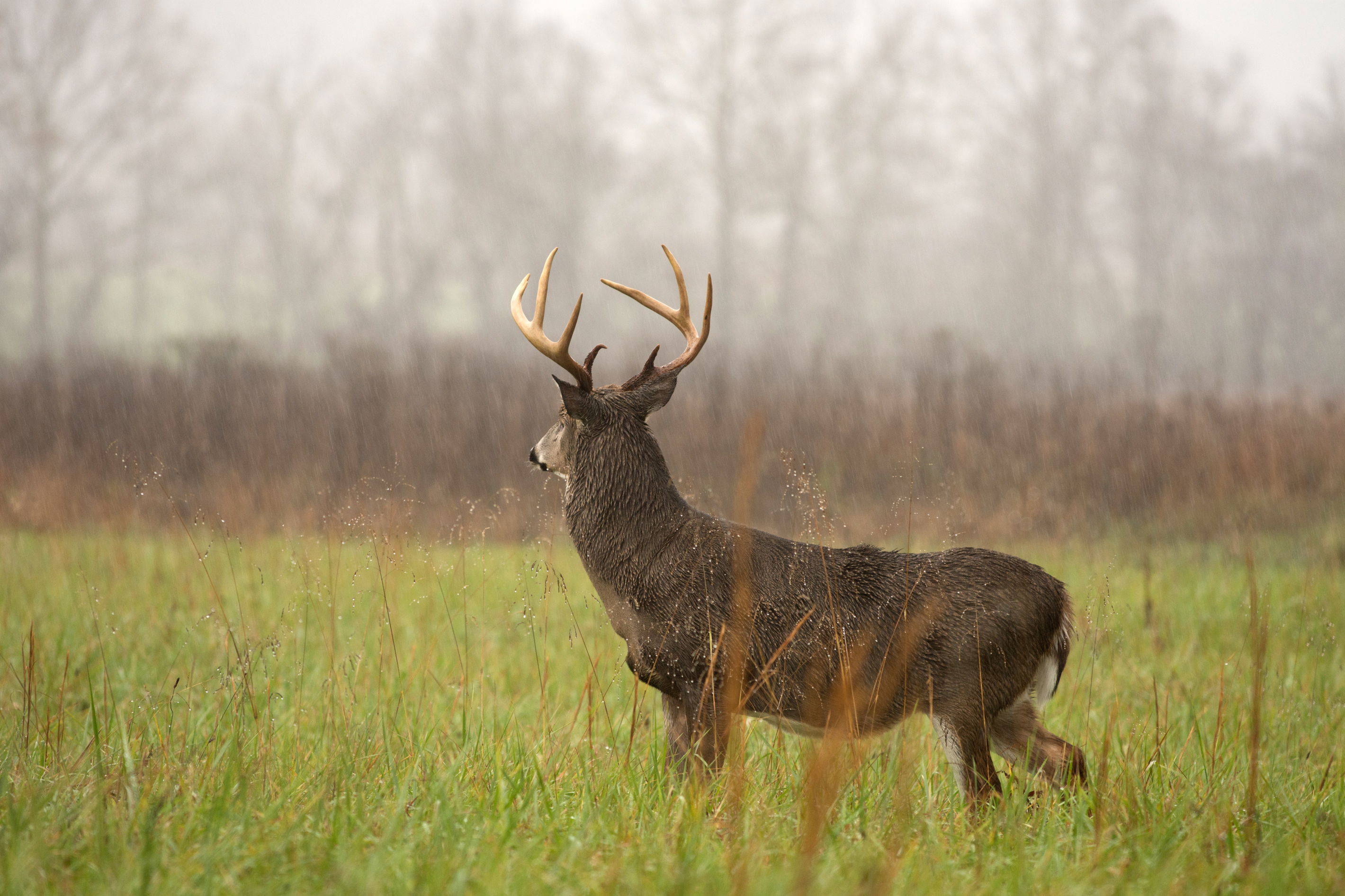 Deer Movement in the Rain