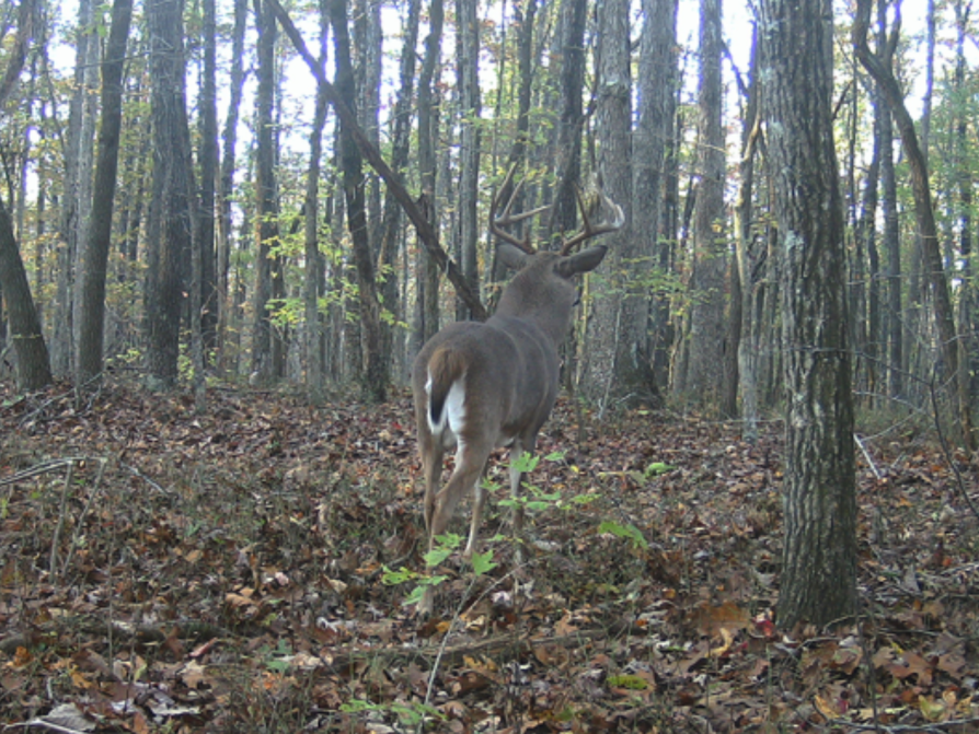 Deer Movement in the wind